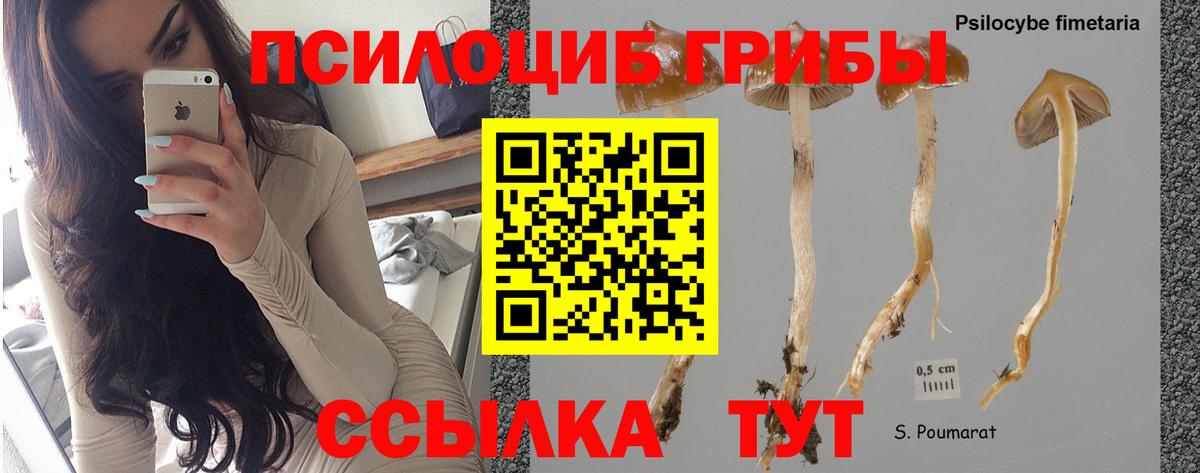 Псилоцибиновые грибы ЛСД Родники